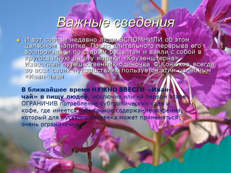 Важные сведения И вот совсем недавно люди ВСПОМНИЛИ об этом целебном напитке. После длительного